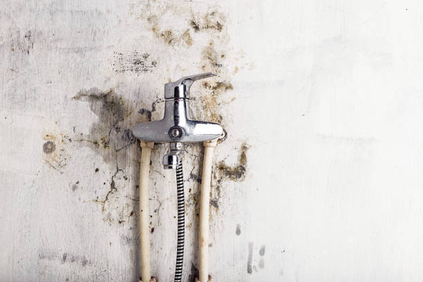 Best Preventive Mold Services in Sinton, TX