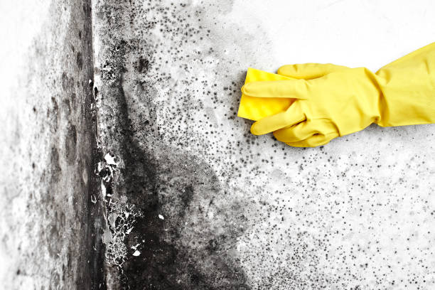 Best Post-Flood Mold Remediation in Sinton, TX
