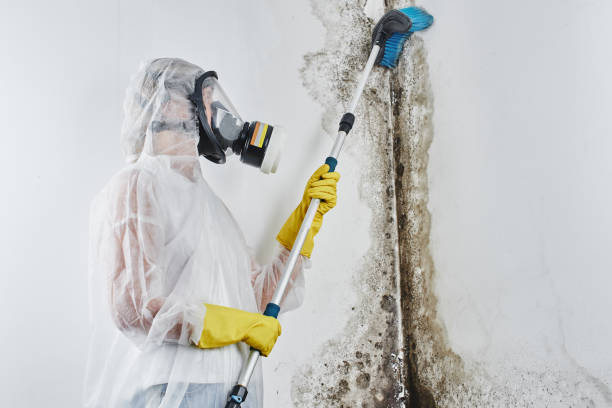 Best Basement Mold Remediation in Sinton, TX