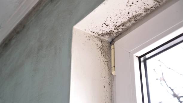 Best Bathroom Mold Remediation in Sinton, TX