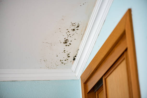 Trusted Sinton, TX Mold Remediation Experts