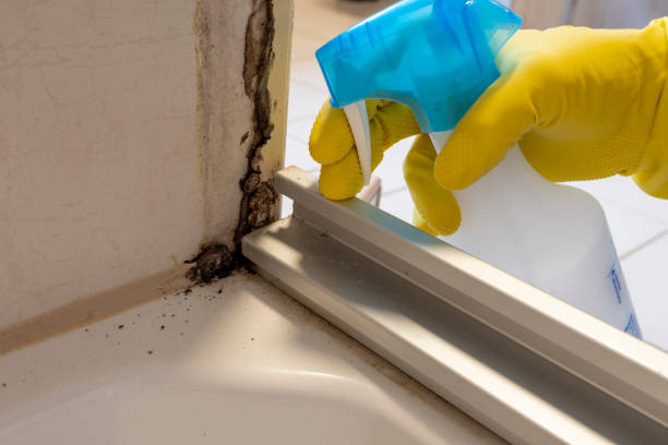 Best Emergency Mold Remediation in Sinton, TX