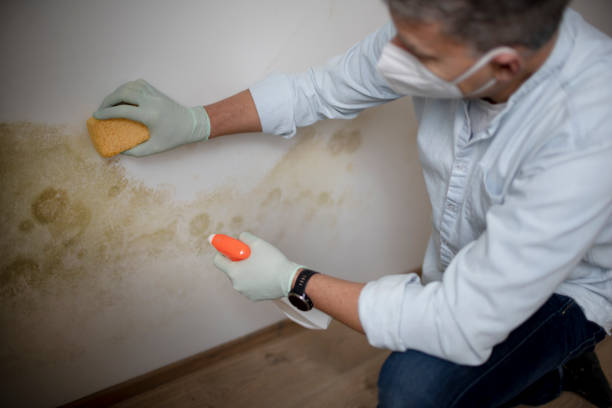 Best White Mold Remediation in Sinton, TX