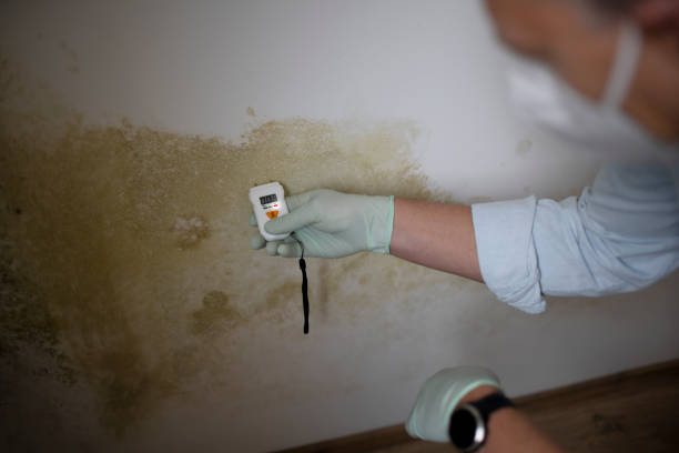 Best HVAC Mold Remediation in Sinton, TX