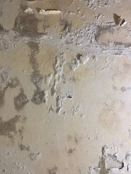 Best Industrial Mold Remediation in Sinton, TX