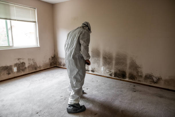 Best Mold Testing and Inspection Services in Sinton, TX
